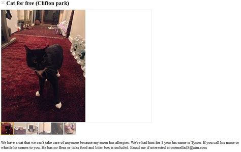 see also. . Craigslist pets albany